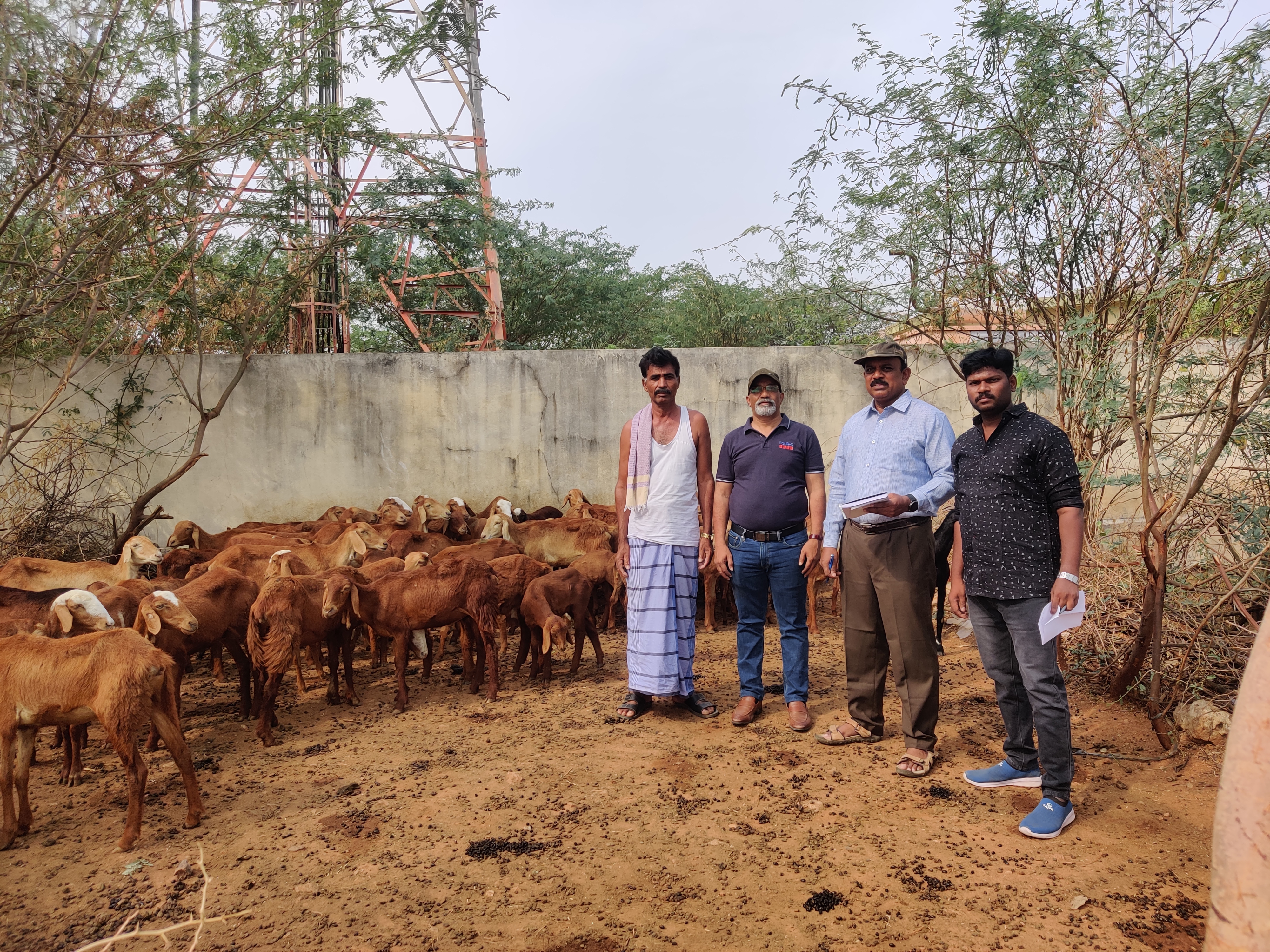 Field visit to a sheep-rearing beneficiary